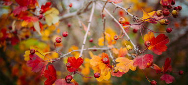 ruben-bagues-1sLjKN8VgRs-unsplash_1400x650px