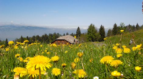 Bregenzerwaldhotels - Alpen